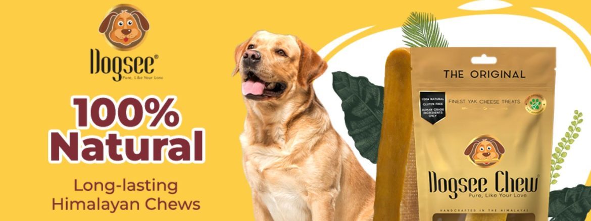 The startups news- Dogsee Chew Secures $8M Funding to Expand Globally- Dogsee Chew