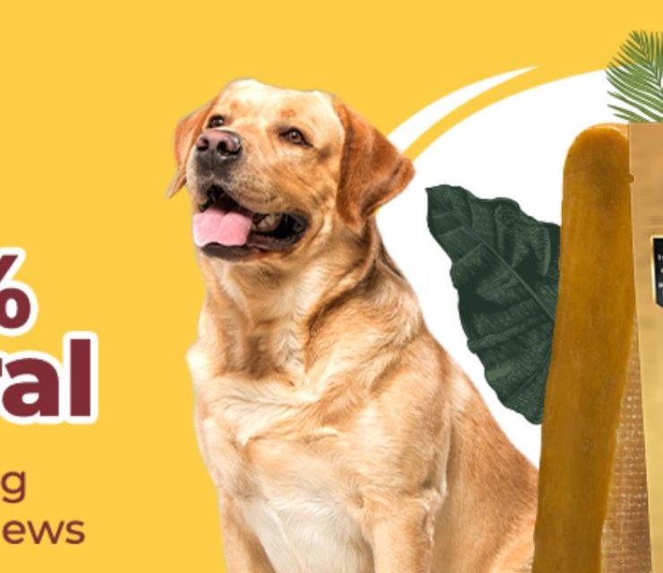 Dogsee Chew Secures $8M Funding to Expand Globally