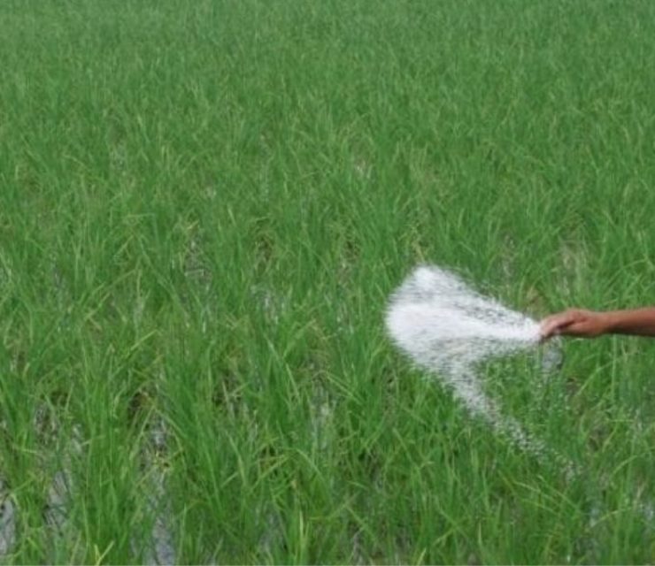 Water-soluble fertilizers now affordable, made in India!